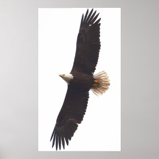 Affiche Aigle 20 avril 2025