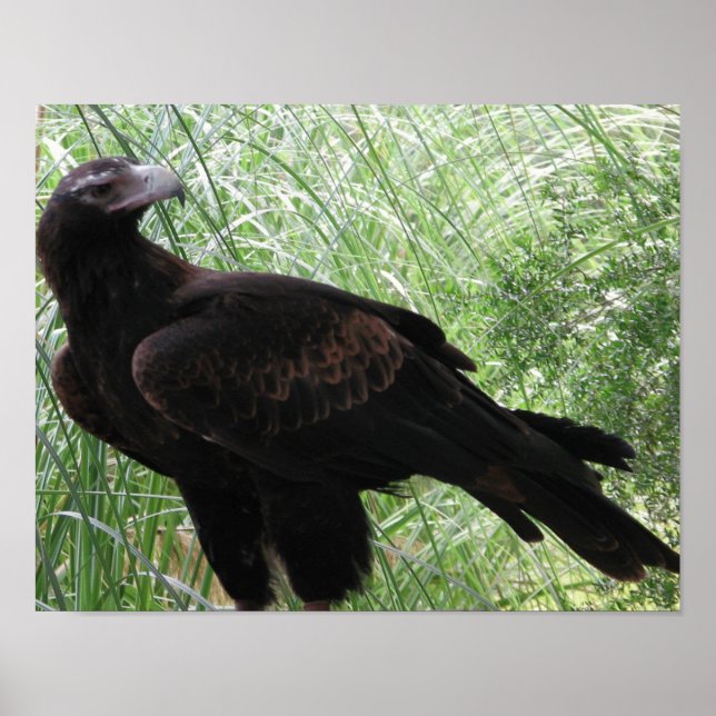 Affiche Aigle à queue carrée (Aquila audax) (Devant)