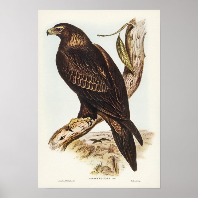 Affiche Aigle à queue carrée par Elizabeth Gould (Devant)
