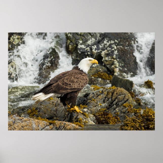 Affiche Aigle à tête blanche (Devant)