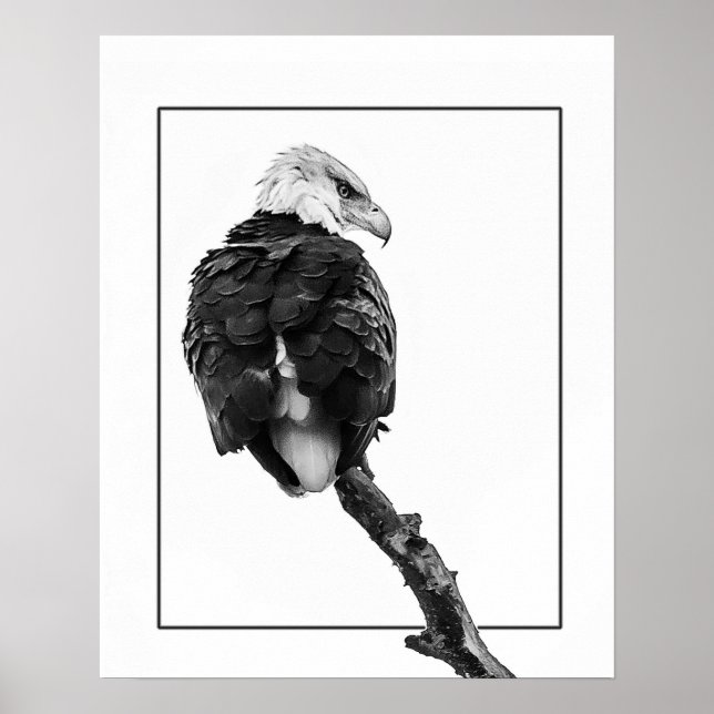 Affiche Aigle à tête blanche (Devant)