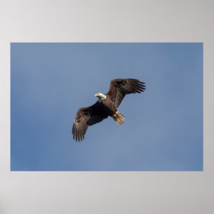 Affiche Aigle à tête blanche 36x24 en vol