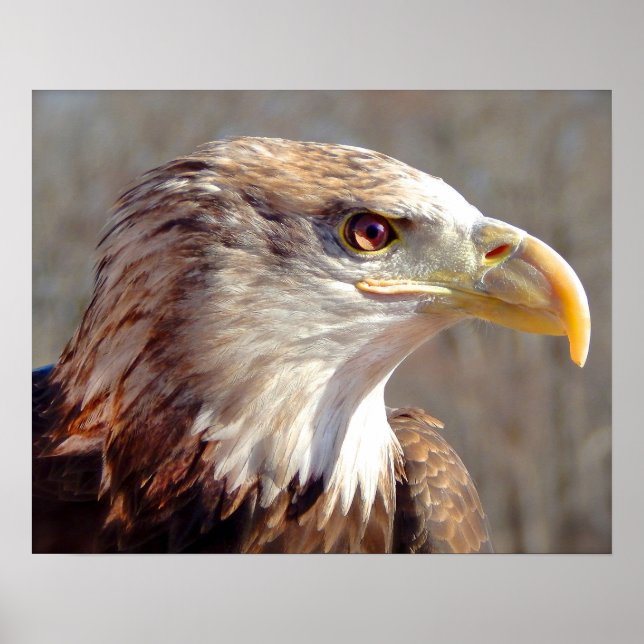 Affiche Aigle à tête blanche juvénile (Devant)