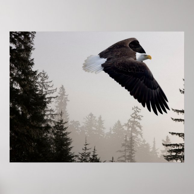 Affiche Aigle à tête blanche qui s'envole à travers la fos (Devant)