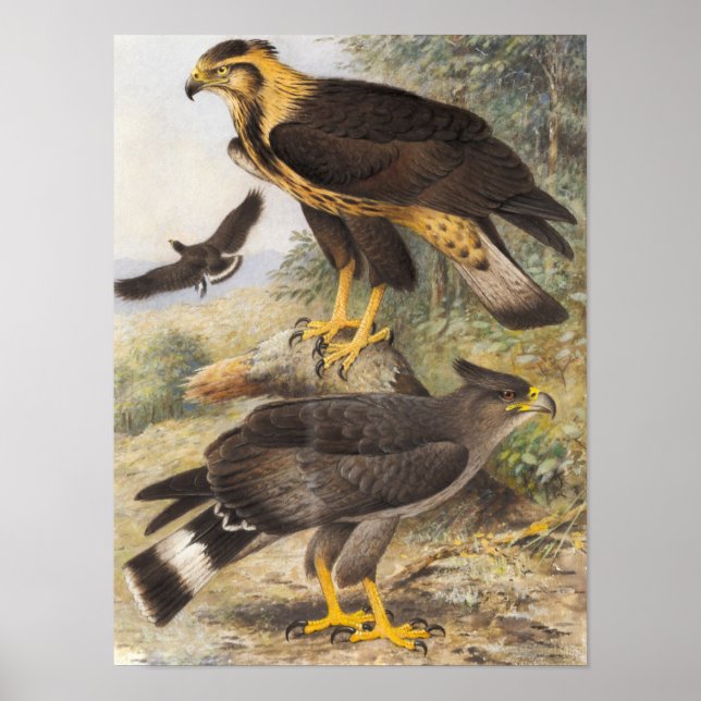 Affiche Aigle à tête vintage (Devant)