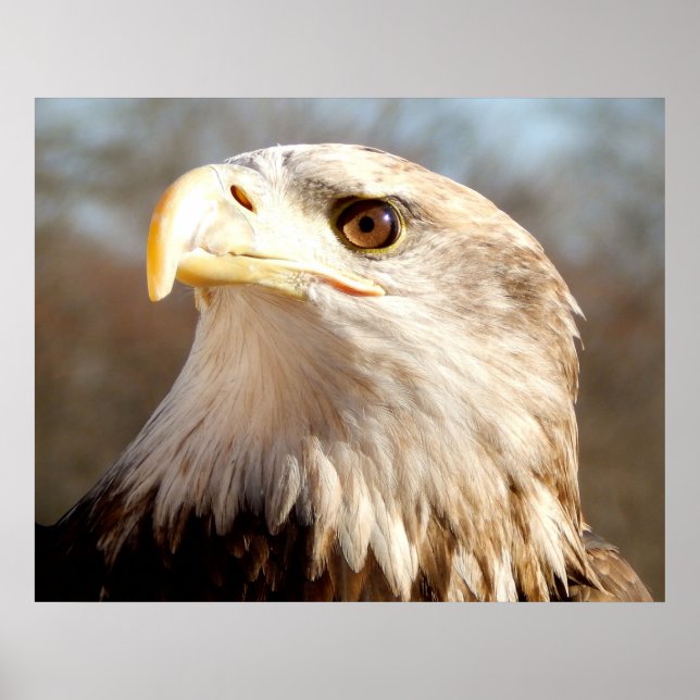 Affiche Aigle américain chauve de près (Devant)