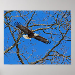Affiche Aigle Balle Sur Bleu