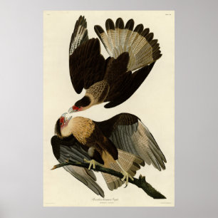 Affiche Aigle Brasilien Caracara, Audubon Birds of America