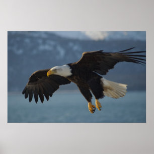 Affiche Aigle de Bald