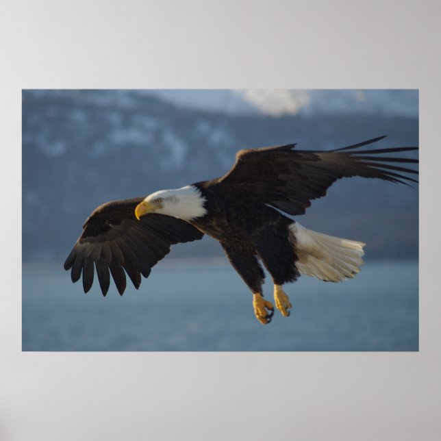 Affiche Aigle de Bald (Devant)