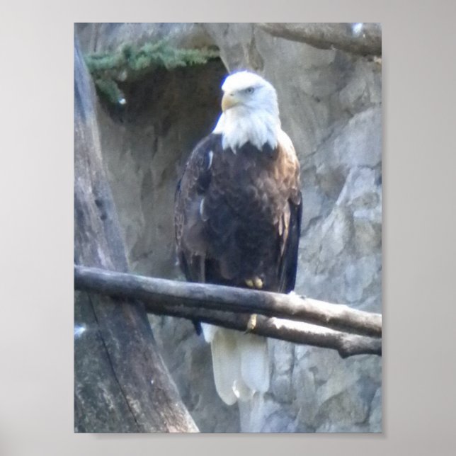 Affiche Aigle de Bald (Devant)
