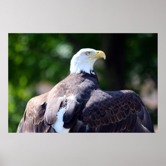 Affiche Aigle de Bald (Devant)