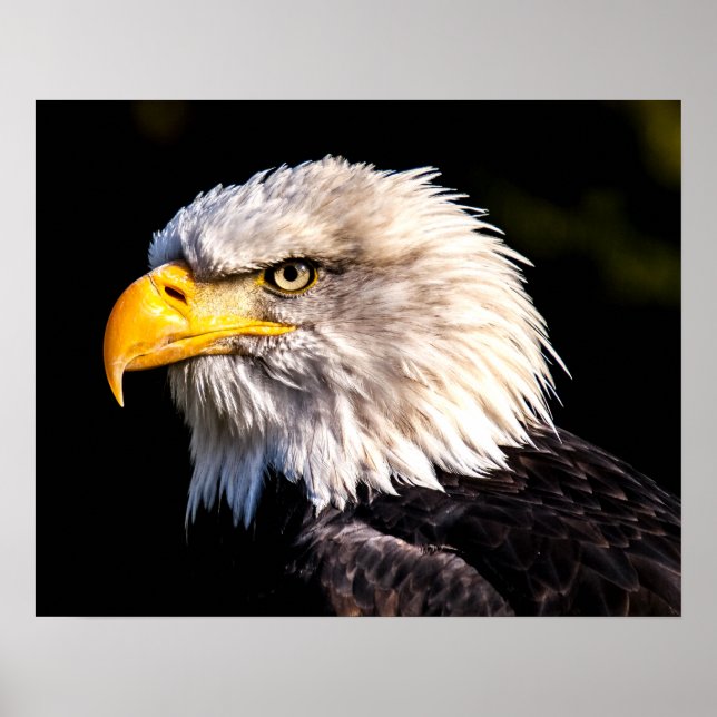 Affiche Aigle de Bald (Devant)