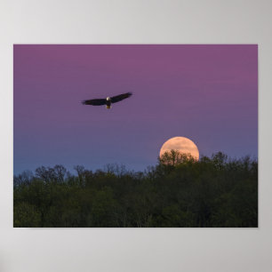 Affiche Aigle de la super-lune rose