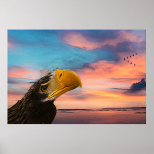 Affiche Aigle de mer