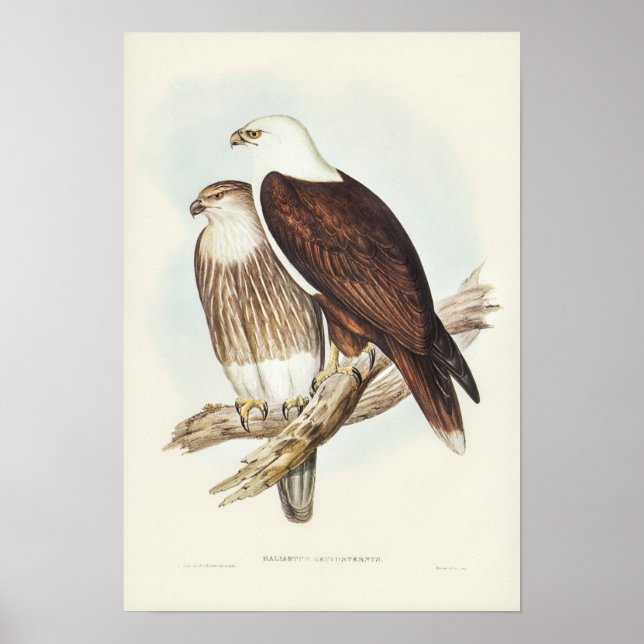 Affiche Aigle de mer à poitrine blanche par Elizabeth Goul (Devant)