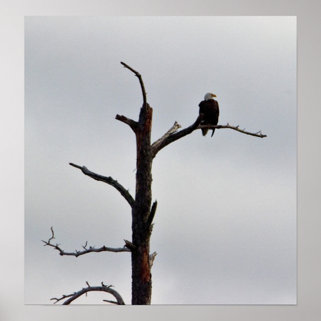 Affiche Aigle de tête dans l'arbre (Devant)