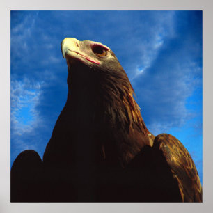 Affiche Aigle d'or