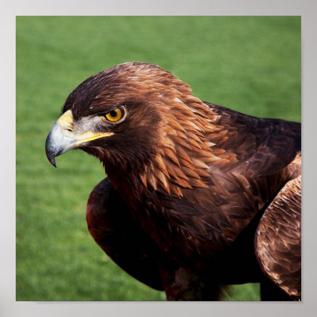 Affiche Aigle d'or (Devant)