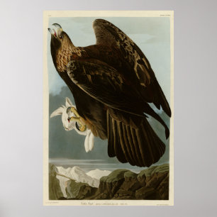 Affiche Aigle d'or des oiseaux d'Amérique d'Audubon