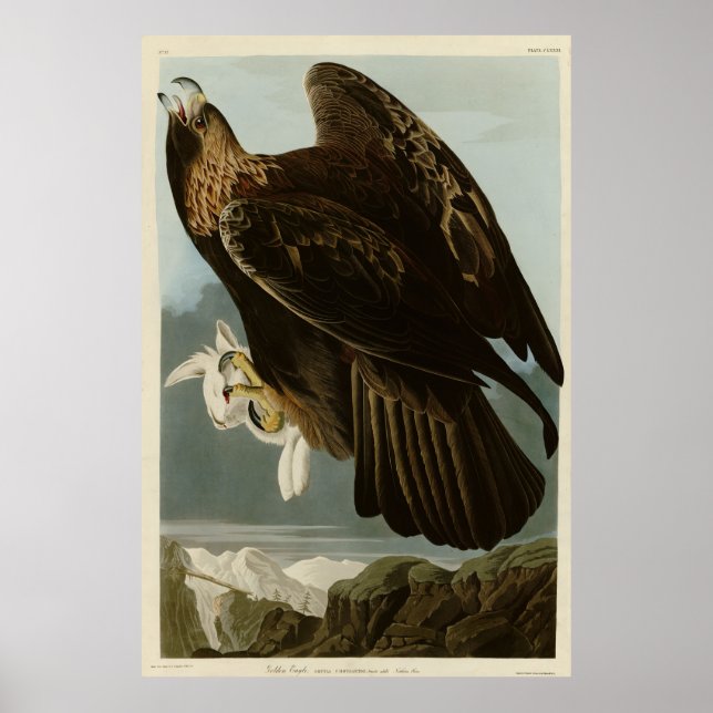 Affiche Aigle d'or des oiseaux d'Amérique d'Audubon (Devant)