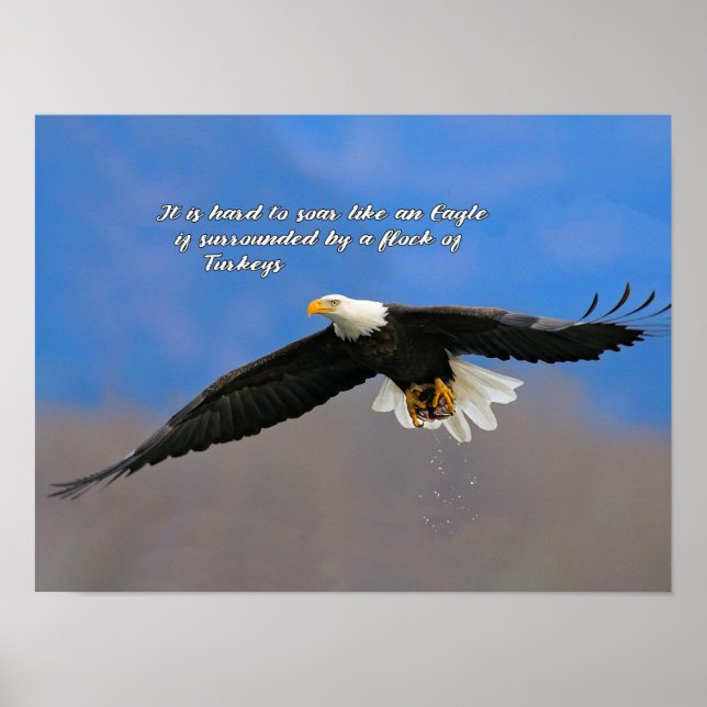 Affiche Aigle et dindes (Devant)