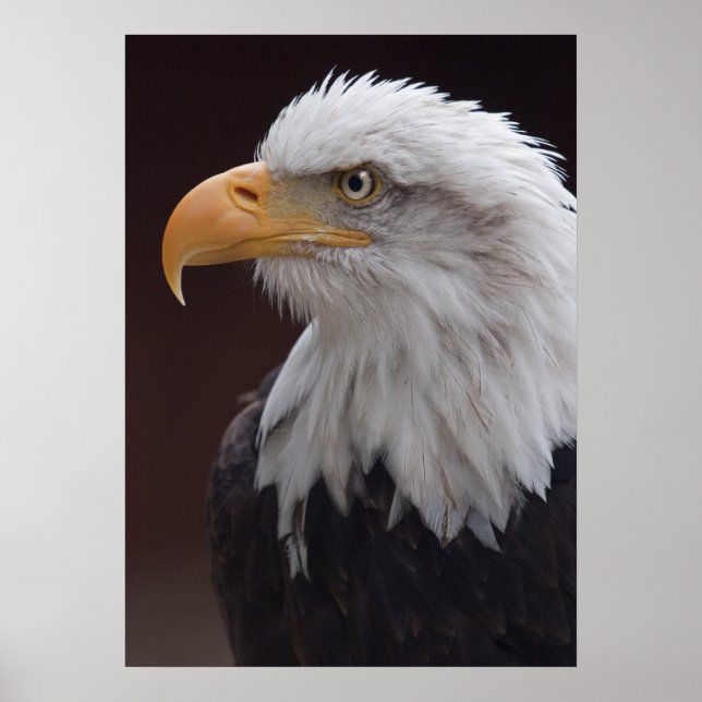 Affiche Aigle fier imprimé (Devant)