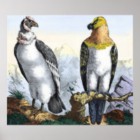 Aigle jaune blanc gris