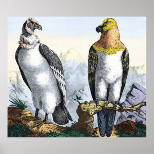 Affiche Aigle jaune blanc gris