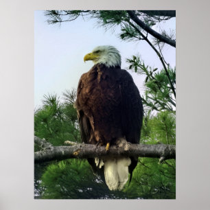 Affiche Aigle mûre majestueux perché dans l'arbre