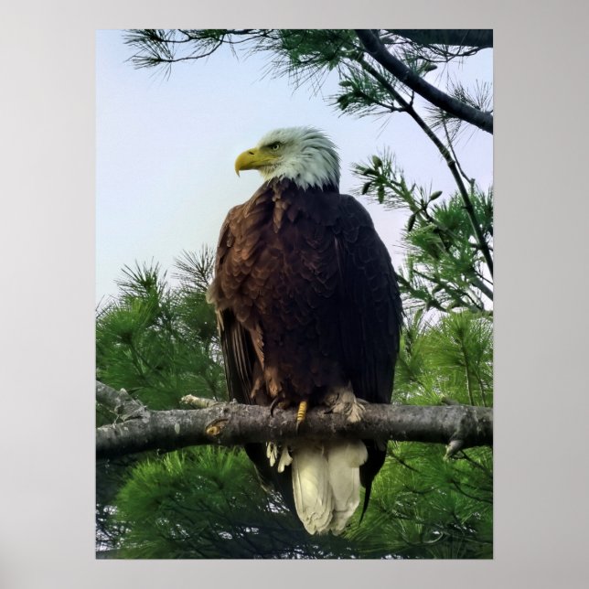 Affiche Aigle mûre majestueux perché dans l'arbre (Devant)