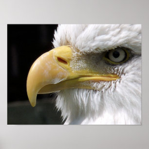 AFFICHE AIGLE OISEAU DE PROIE