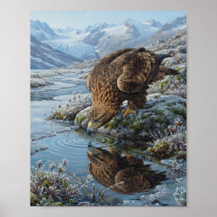 Affiche Aigle Royal Buvant la Rivière Glaciaire Reflet Alp