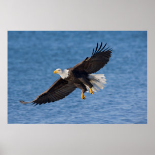 Affiche Aigle royal en vol