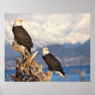 Affiche aigle royal, Haliaeetus leuccocephalus, couple