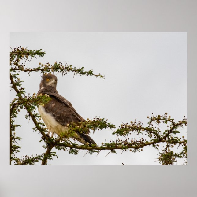 Affiche Aigle serpent Brown - Sentinelle de la Savannah (Devant)