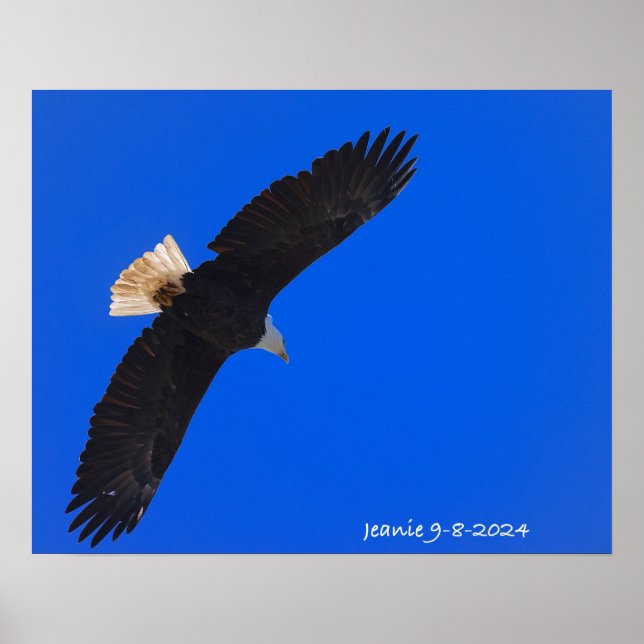 Affiche Aigle sur fond de ciel bleu (Devant)