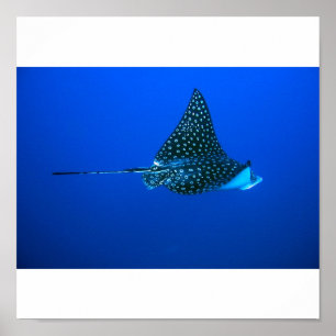 Affiche Aigle tacheté Ray, Belize 2006
