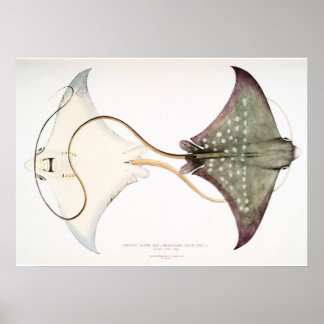 Affiche Aigle tacheté Stingray : Une Créature Magnifique