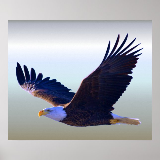 Affiche Aigle volant (Devant)