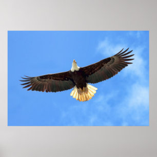 Affiche Aigle volant