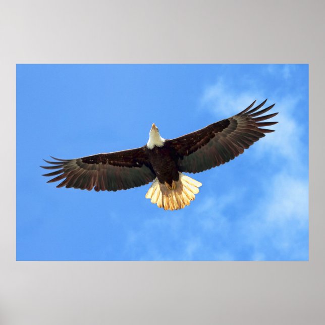 Affiche Aigle volant (Devant)