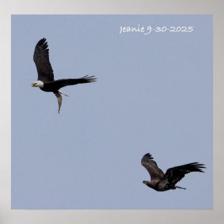 Affiche Aigles adultes et immatures