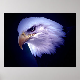 Affiche Aigles américains - Imprimantes d'affiches d'aigle