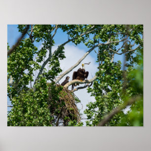 Affiche Aigles chauds