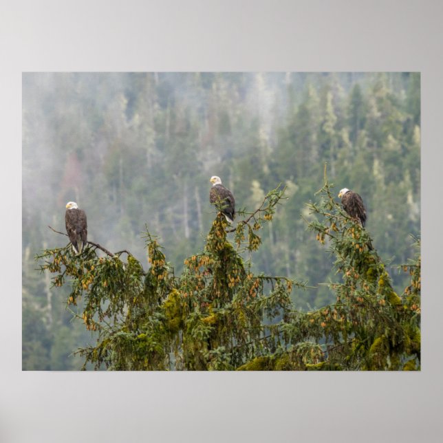Affiche Aigles chauds | Tongass National Forest Alaska (Devant)