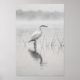 Affiche Aigrette Blanche dans l'Affiche Noir et Blanc de B