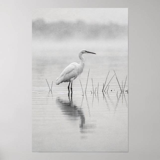 Affiche Aigrette Blanche dans l'Affiche Noir et Blanc de B (Devant)