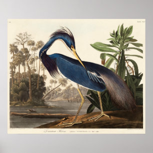 Affiche Aigrette de Louisiane d'après Birds of America (18