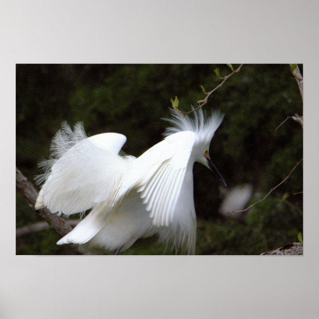 Affiche Aigrette neigeuse (Devant)